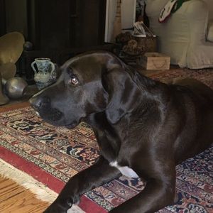 Meet your Posher, Peter